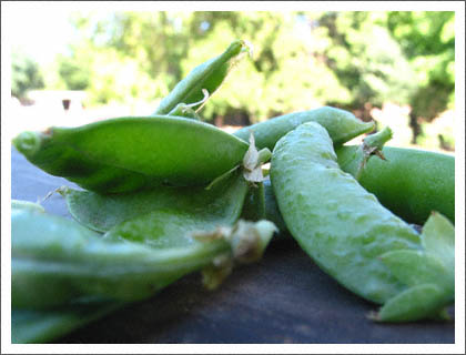 garden_peas.jpg