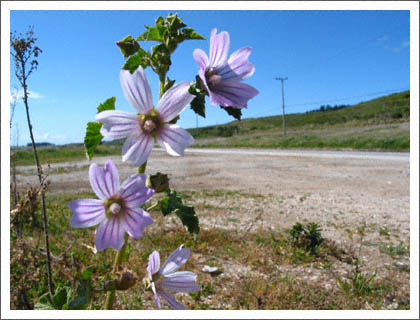 hwy1_flowers.jpg