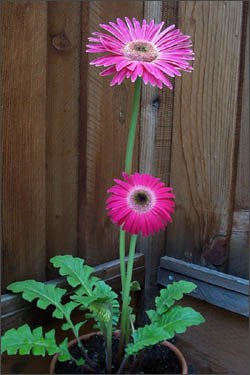 two berber daisies