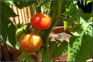 red tomatoes